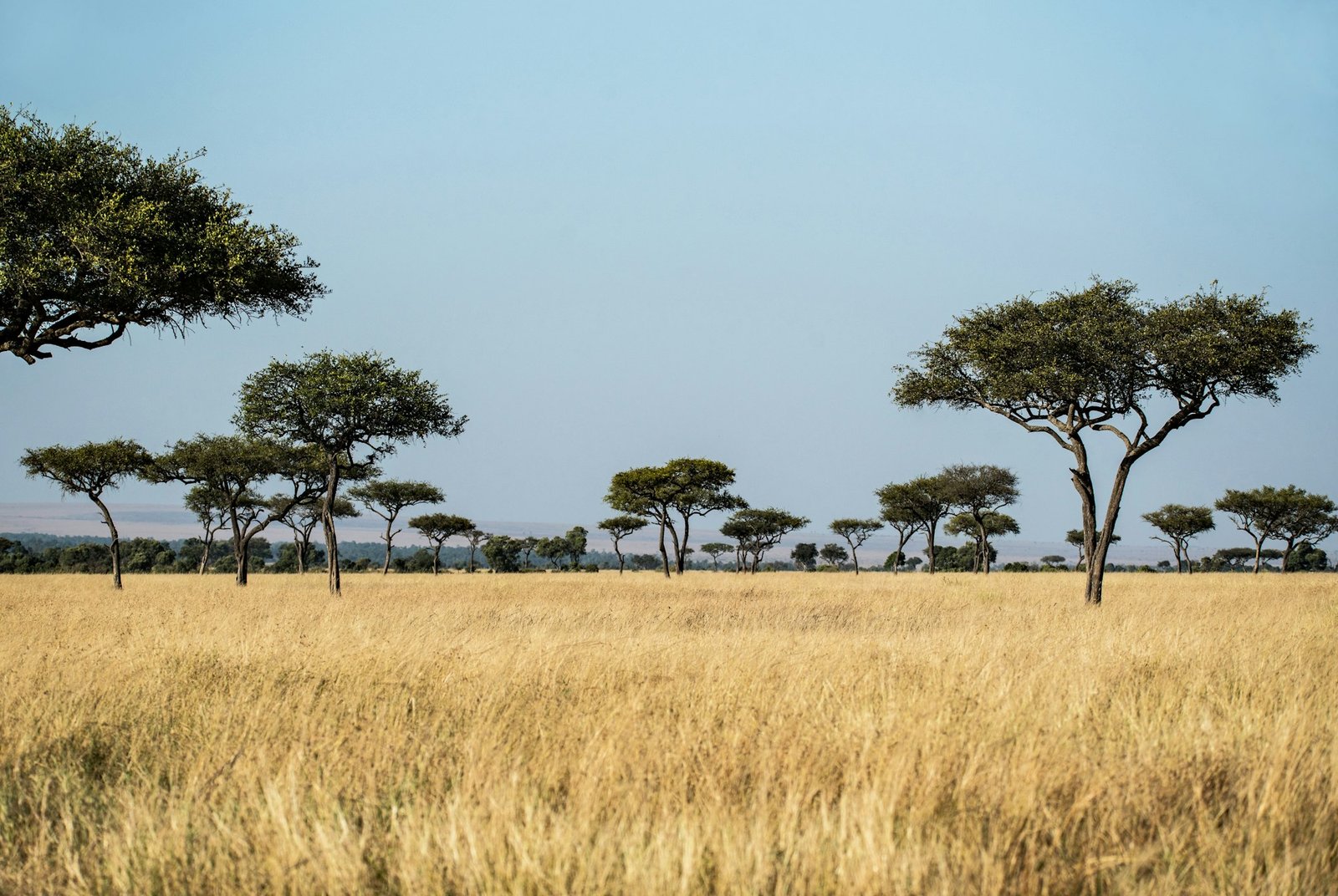 Shea parkland savanna in West Africa